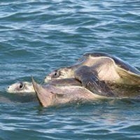 Whale Watching Tour & Dolphin Watching Tour, South Pacific, Costa Rica  photo
